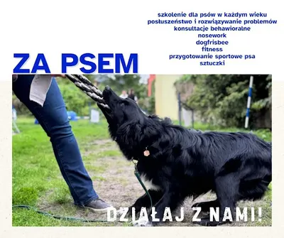Za Psem Behawiorysta. Szkolenie psów. Posłuszeństwo i sport.